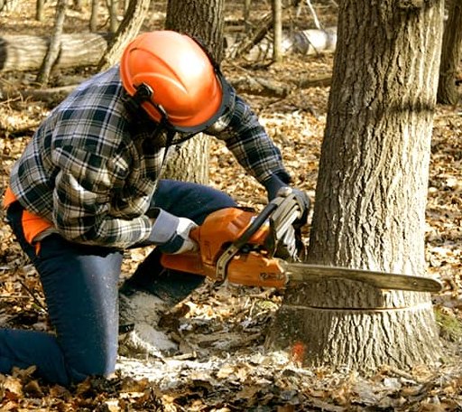 Tree Removal in Sherman, ME